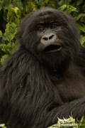 MOUNTAIN GORILLAS OF RWANDA